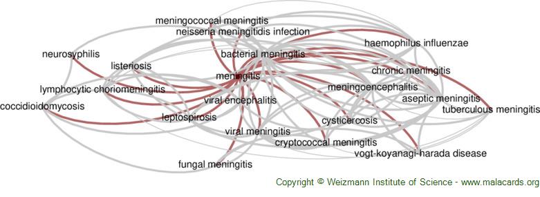 meningitis cell diagram