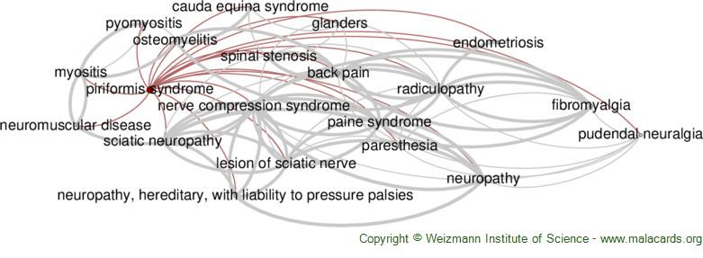 http://malacards.blob.core.windows.net/network-images-v5-17-5/piriformis_syndrome_related_diseases.jpg