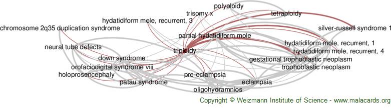 Ploidy - Wikipedia