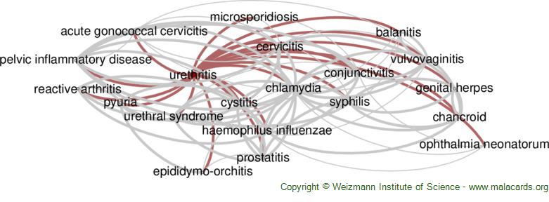 http://malacards.blob.core.windows.net/network-images-v5-17-5/urethritis_related_diseases.jpg