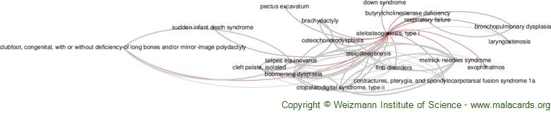 Diseases related to Atelosteogenesis, Type I