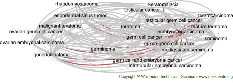 embryonal carcinoma cells