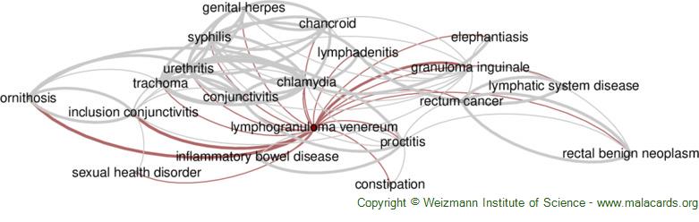 lymphogranuloma venereum diagram