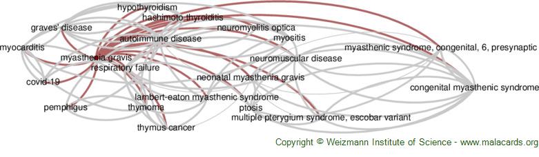 Diseases related to Myasthenia Gravis