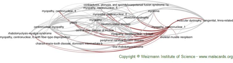 Diseases related to Myopathy, Centronuclear, 1