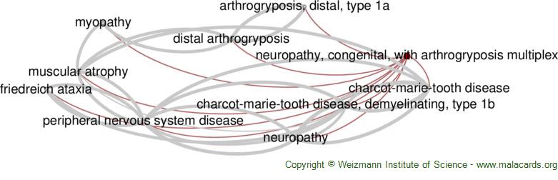 Diseases related to Neuropathy, Congenital, with Arthrogryposis Multiplex