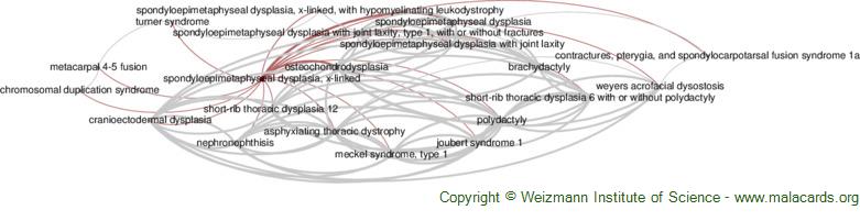 Diseases related to Spondyloepimetaphyseal Dysplasia, X-Linked