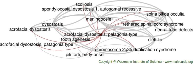Diseases related to Acrofacial Dysostosis, Palagonia Type