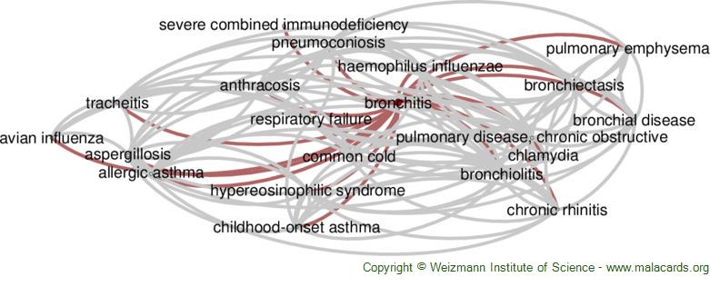 Diseases related to Bronchitis
