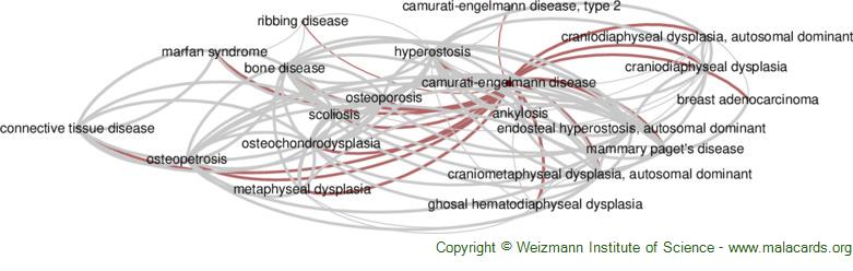 Diseases related to Camurati-Engelmann Disease