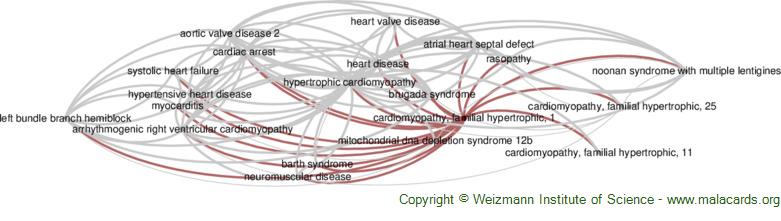 Diseases related to Cardiomyopathy, Familial Hypertrophic, 1