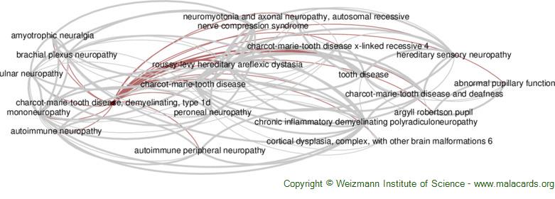 Diseases related to Charcot-Marie-Tooth Disease, Demyelinating, Type 1d
