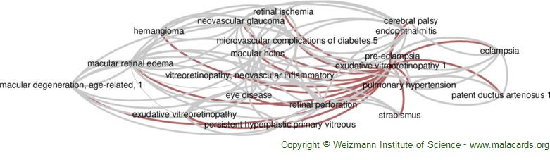 Diseases related to Exudative Vitreoretinopathy 1