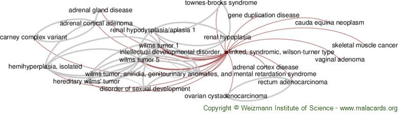 Diseases related to Intellectual Developmental Disorder, X-Linked, Syndromic, Wilson-Turner Type