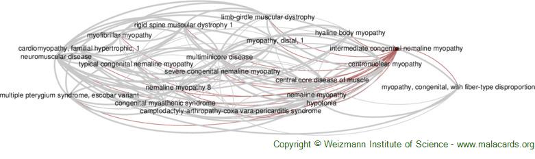 Diseases related to Intermediate Congenital Nemaline Myopathy