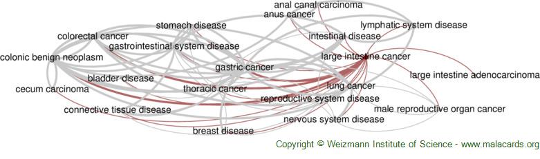 Diseases related to Large Intestine Cancer