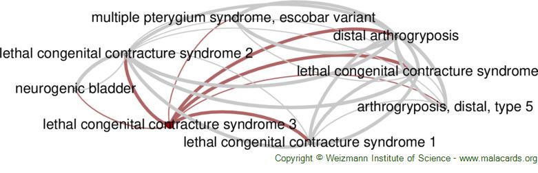 Diseases related to Lethal Congenital Contracture Syndrome 3