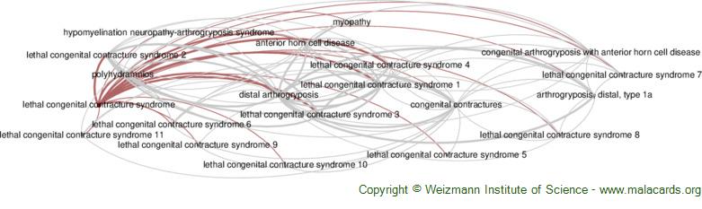 Diseases related to Lethal Congenital Contracture Syndrome