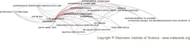 Diseases related to Linear Porokeratosis