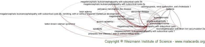 Diseases related to Megalencephalic Leukoencephalopathy with Subcortical Cysts