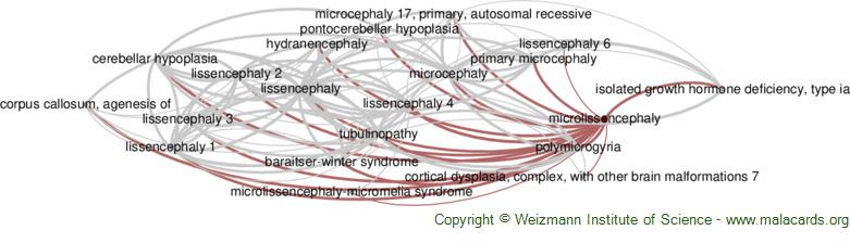 Diseases related to Microlissencephaly