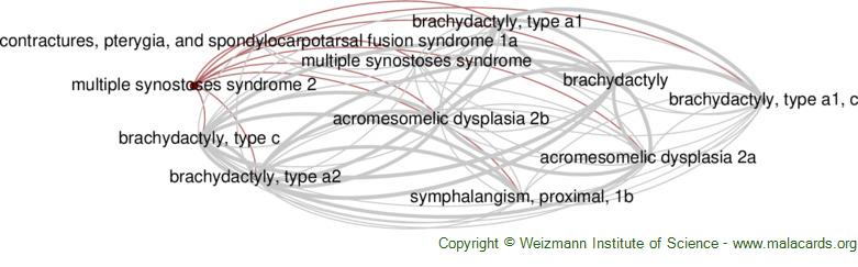 Diseases related to Multiple Synostoses Syndrome 2