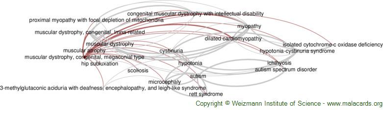 Diseases related to Muscular Dystrophy, Congenital, Megaconial Type