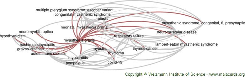 Diseases related to Myasthenia Gravis
