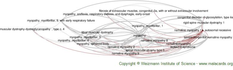 Diseases related to Nemaline Myopathy 11, Autosomal Recessive