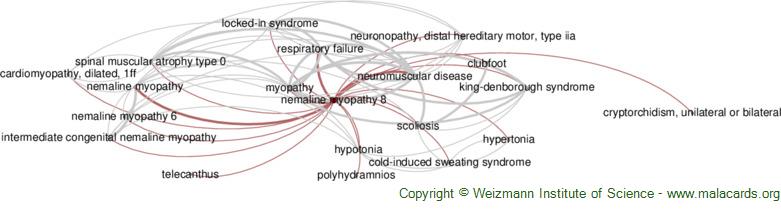 Diseases related to Nemaline Myopathy 8