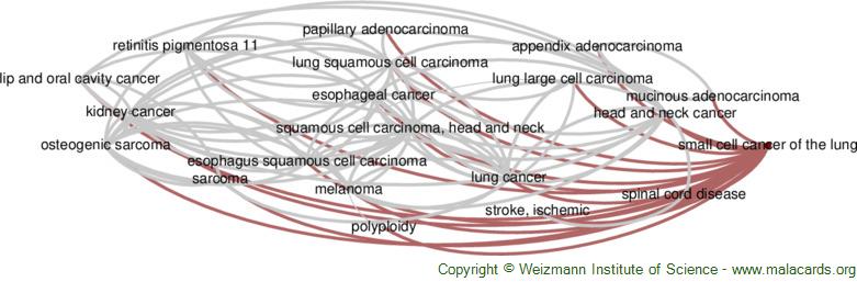 Diseases related to Small Cell Cancer of the Lung
