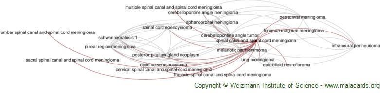Diseases related to Spinal Canal and Spinal Cord Meningioma