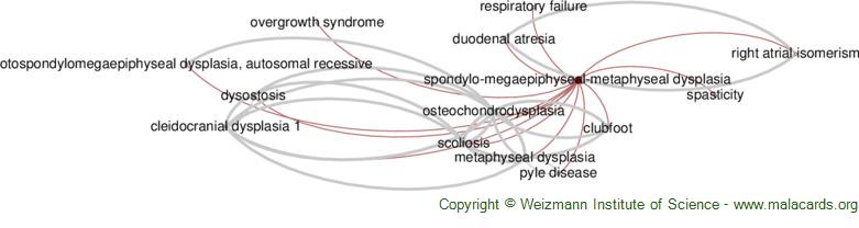 Diseases related to Spondylo-Megaepiphyseal-Metaphyseal Dysplasia