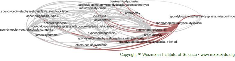 Diseases related to Spondyloepimetaphyseal Dysplasia