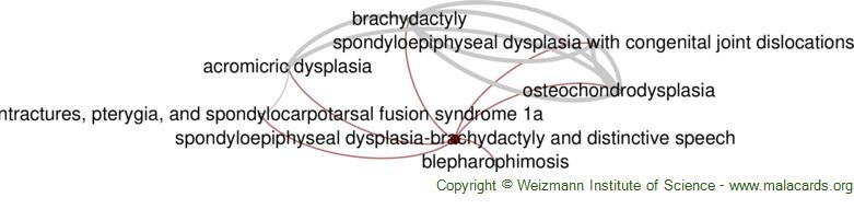 Diseases related to Spondyloepiphyseal Dysplasia-Brachydactyly and Distinctive Speech