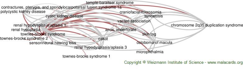 Diseases related to Townes-Brocks Syndrome