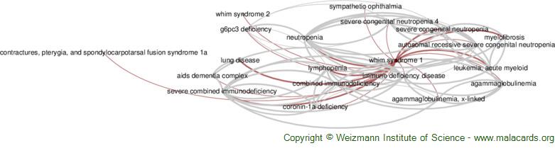 Diseases related to Whim Syndrome 1