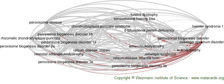 Diseases related to Zellweger Spectrum Disorder